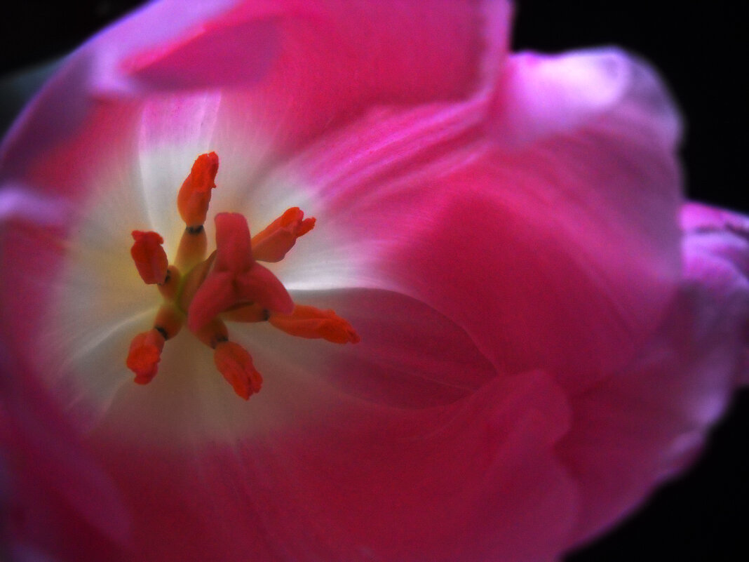 Тюльпан - Victoria Тюльпан - Victoria