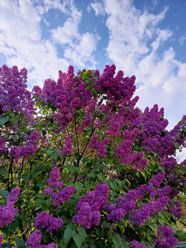 Сирень - Татьяна Пальчикова Сирень - Татьяна Пальчикова