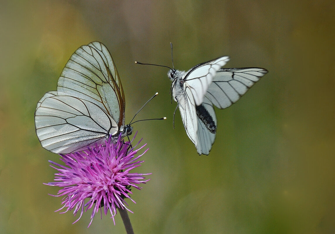 ... - Лилия . ... - Лилия .