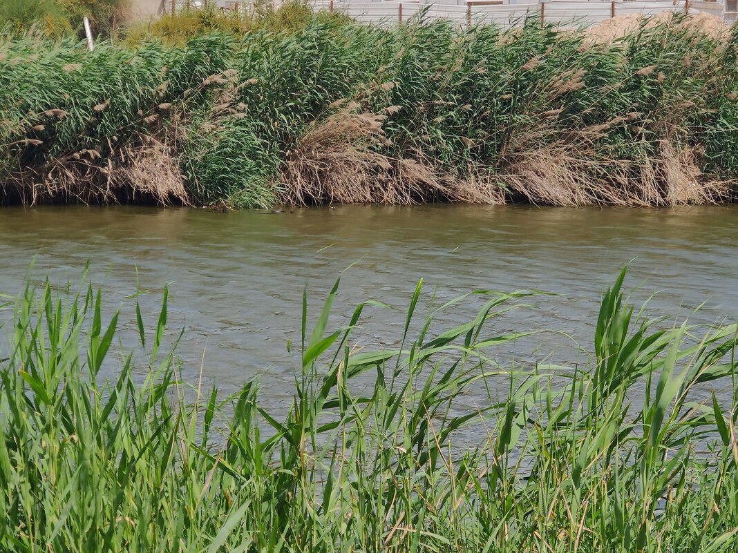 Река Лахиш. - Светлана Хращевская