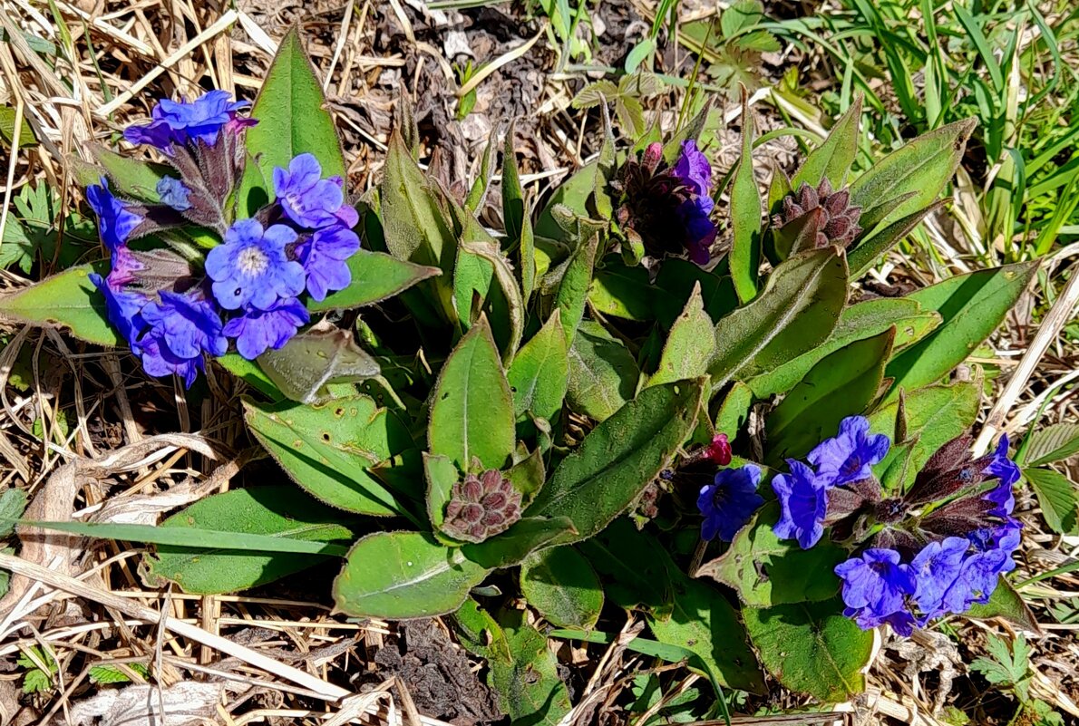 Медунки  распускаются. - Мила Бовкун