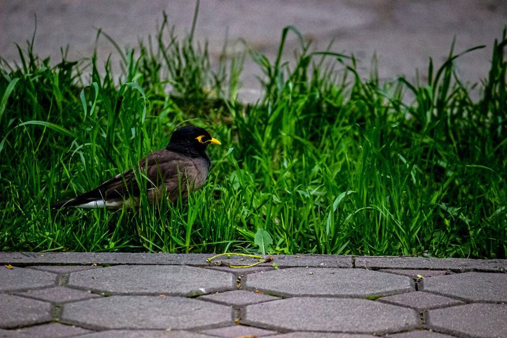 *** - Светлана SvetNika17