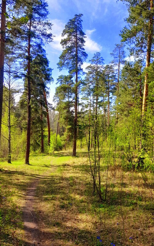 Весенне лесной пейзаж . - Мила Бовкун