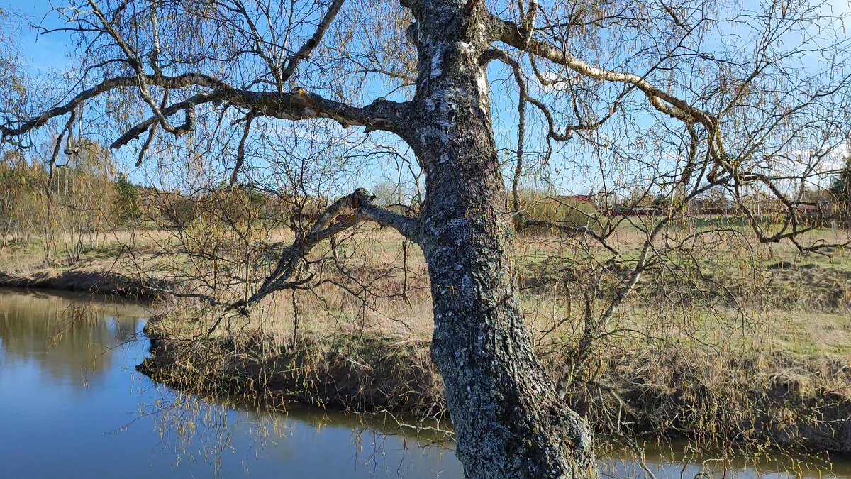 Берёза на берегу Молокчи - Денис Бочкарёв