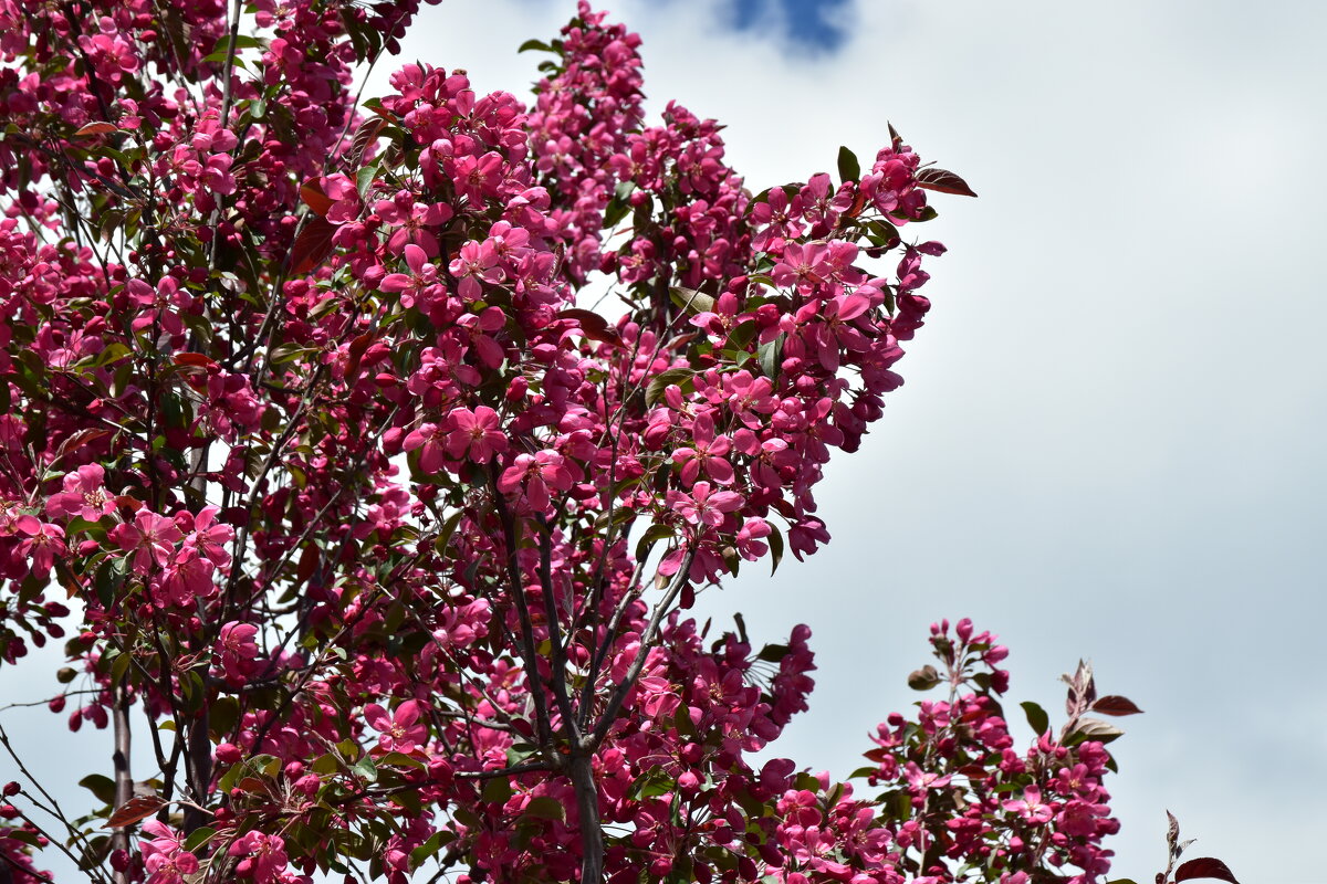 Сирень. - Наталья Вязигина Сирень. - Наталья Вязигина