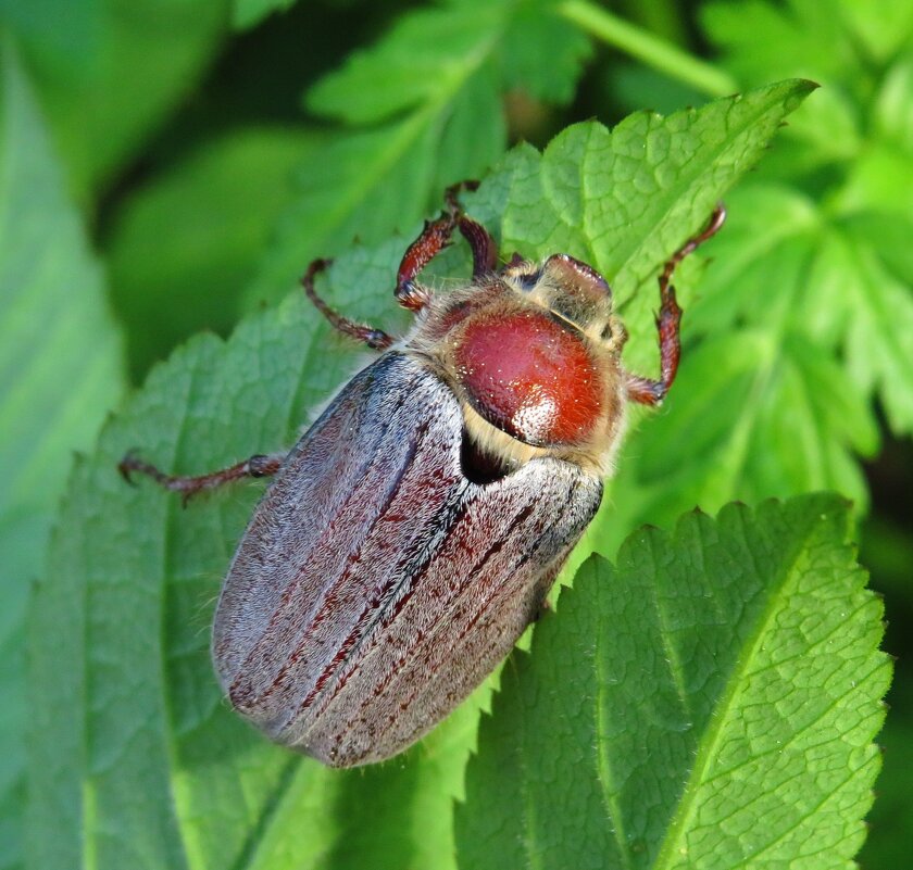 Взбираясь на листок - Андрей Снегерёв Взбираясь на листок - Андрей Снегерёв