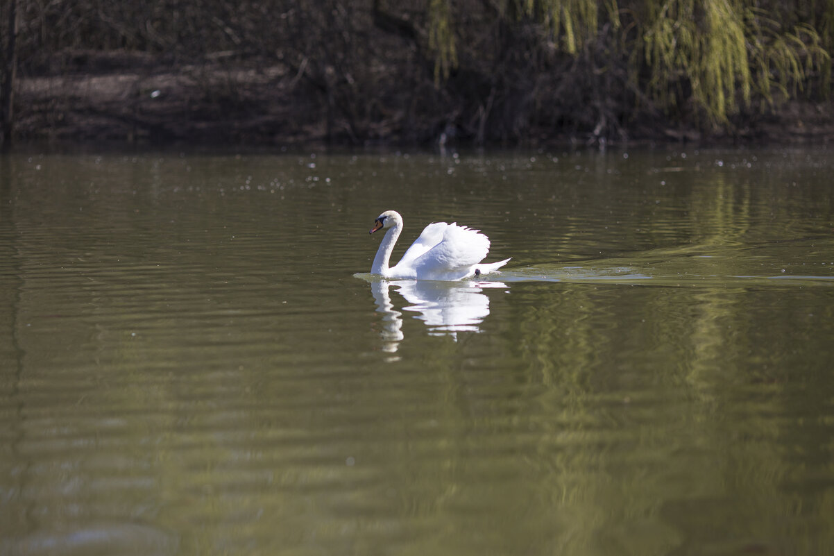 Лебеди (Серия) - Светлана Тихонина