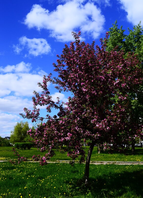 Пора цветения. - Василий Палий Пора цветения. - Василий Палий