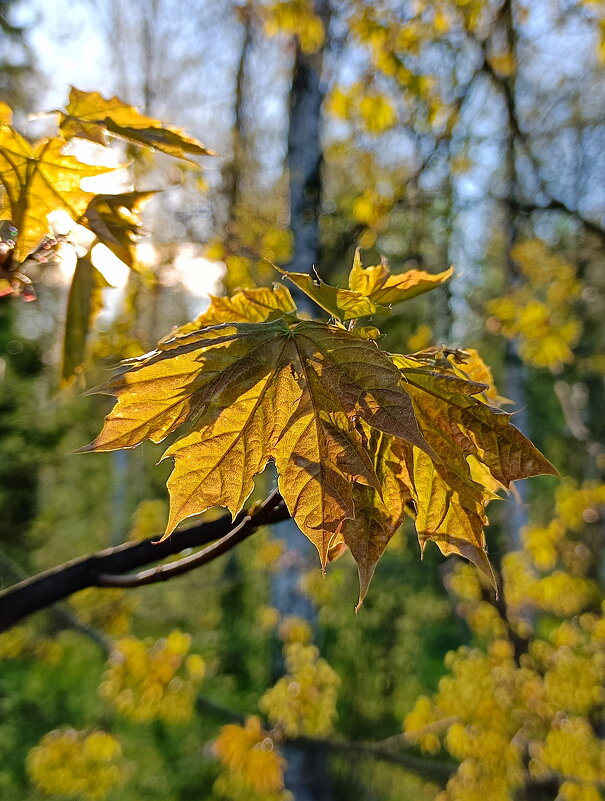 Вечерний свет - Леонид Иванчук