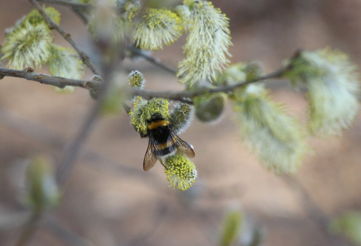 Месяц май - Наталья Герасимова Месяц май - Наталья Герасимова