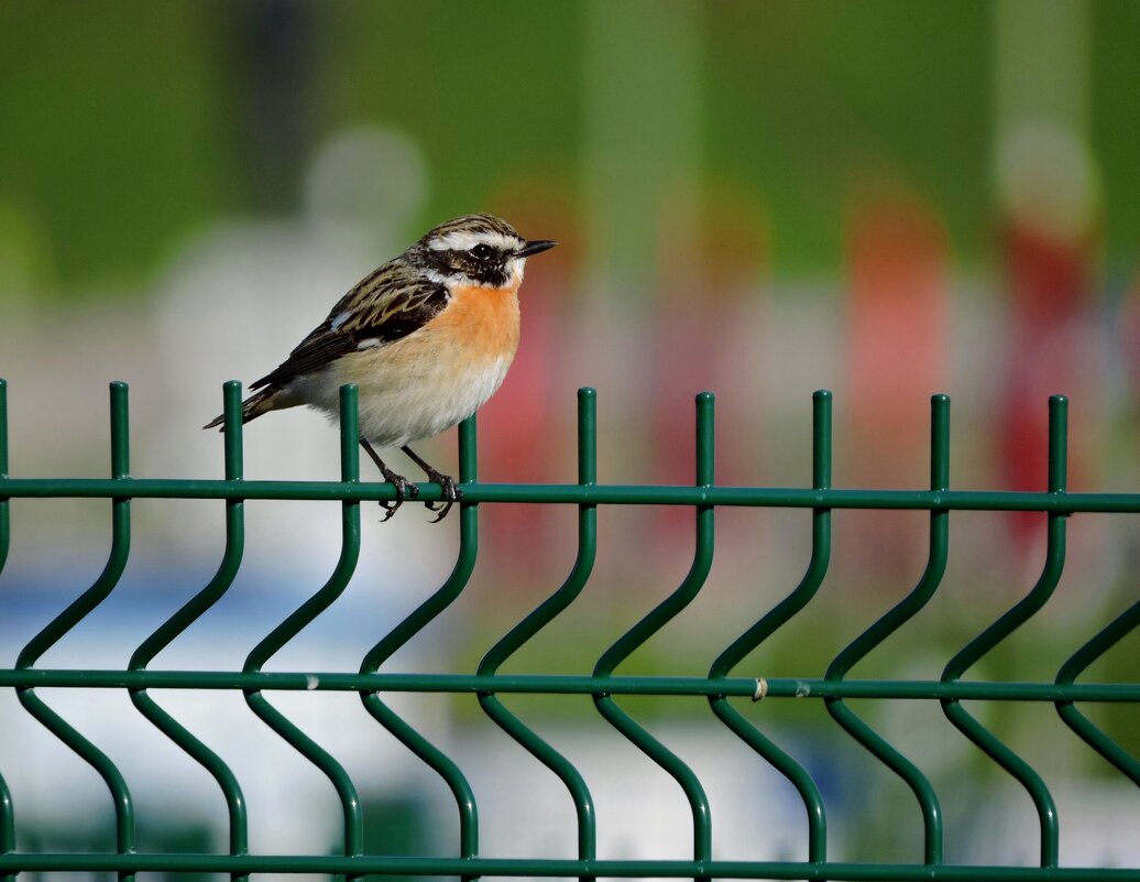 Чекан луговой - Ната Волга Чекан луговой - Ната Волга