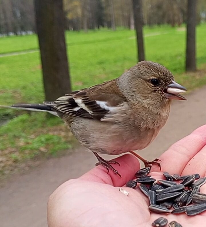 Зяблик - Сапсан 