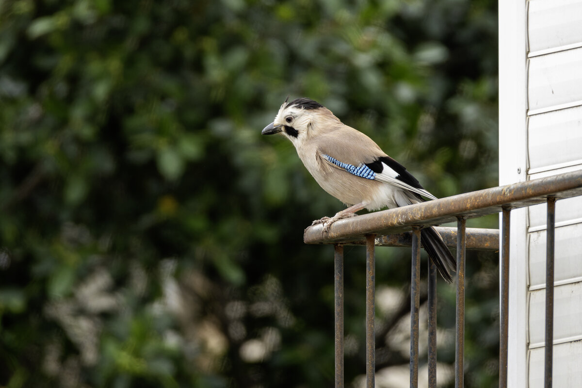 Сойка. - Alexander Amromin