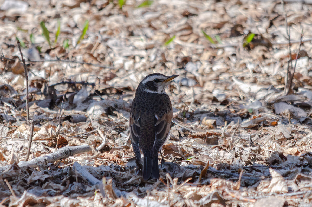 Белобровик. - Виктор Иванович Чернюк Белобровик. - Виктор Иванович Чернюк