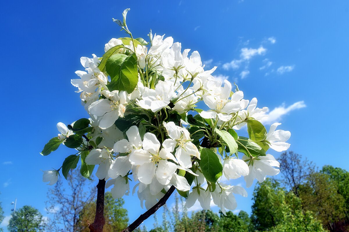 Безудержно весеннее. - Татьяна Помогалова Безудержно весеннее. - Татьяна Помогалова