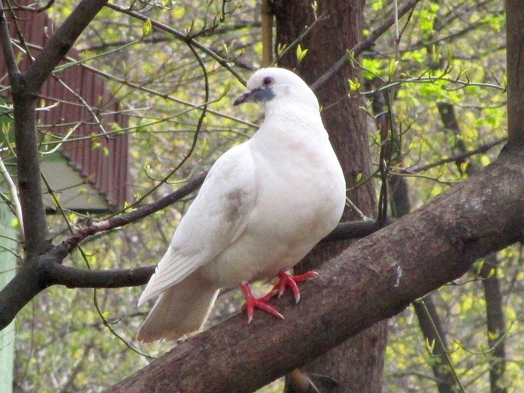 Ты - символ мира и добра, - Ольга Довженко