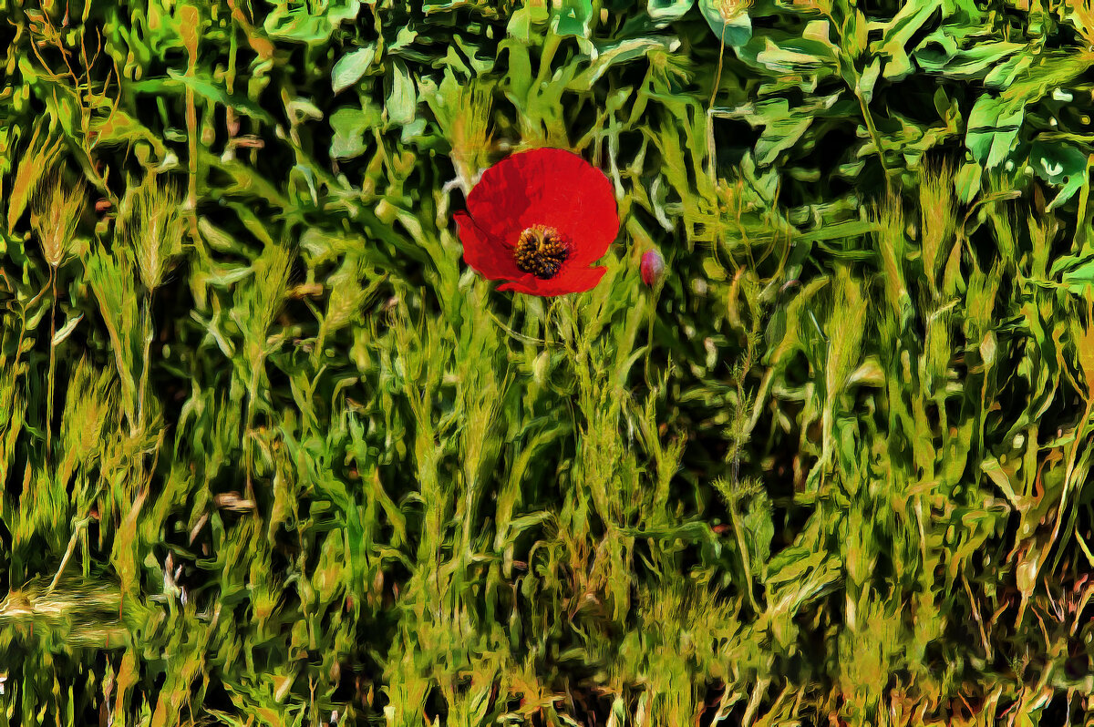 Мак - Анатолий Чикчирный