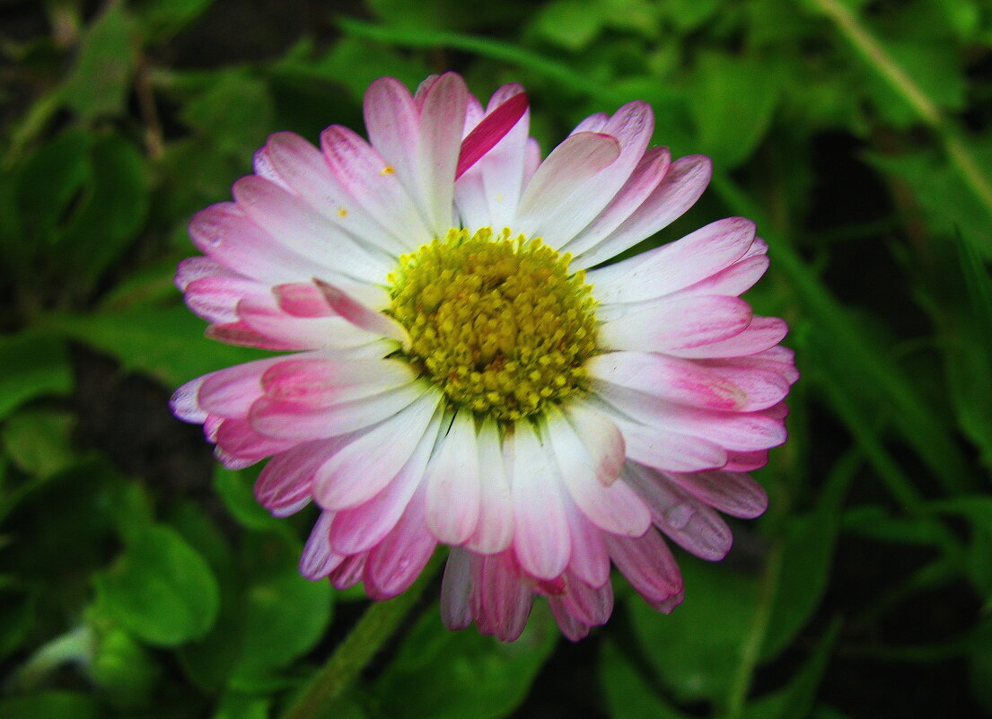 Красавица маргаритка - Людмила Смородинская Красавица маргаритка - Людмила Смородинская