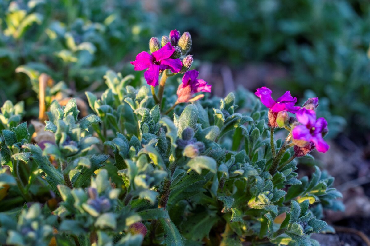 Весна - Петр 