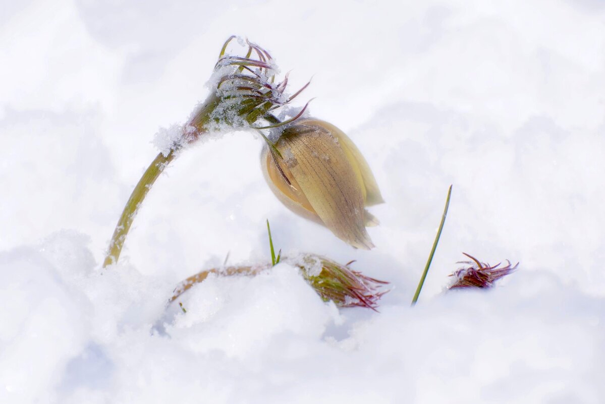 Майский снег - Марина Фомина. Майский снег - Марина Фомина.