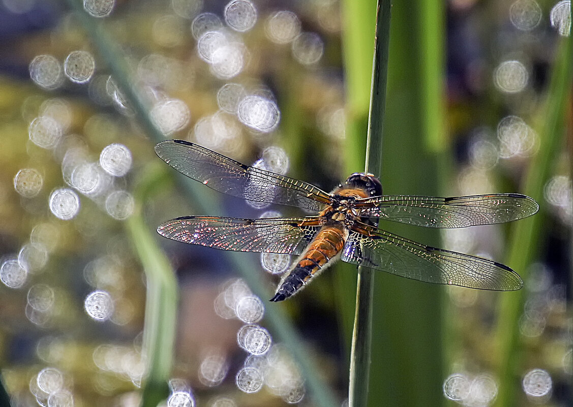 Про стрекозу - Андроник Александр 