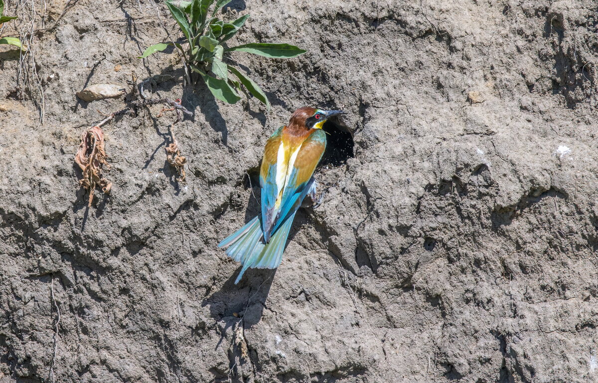 золотистые щурки - юрий макаров