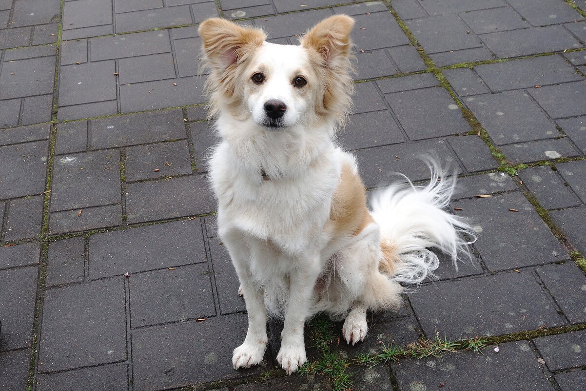 Братья наши меньшие... - Рита Симонова