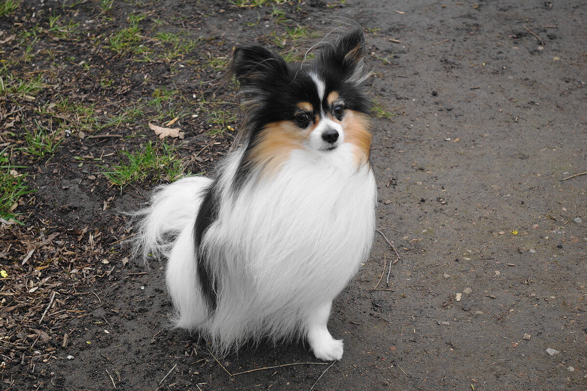 Братья наши меньшие... - Рита Симонова Братья наши меньшие... - Рита Симонова