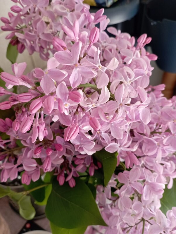 Сиреневый цвет - Елена Семигина