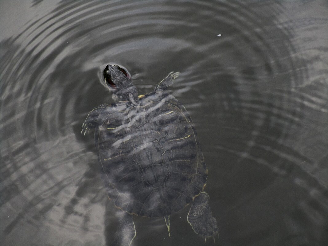 Турция - Елена Шаламова