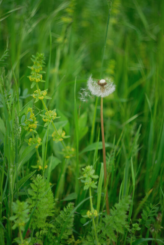 Одуванчик) - Referee (Дмитрий) Одуванчик) - Referee (Дмитрий)