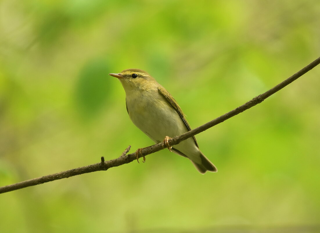 Пеночка трещетка - Алексей . Пеночка трещетка - Алексей .