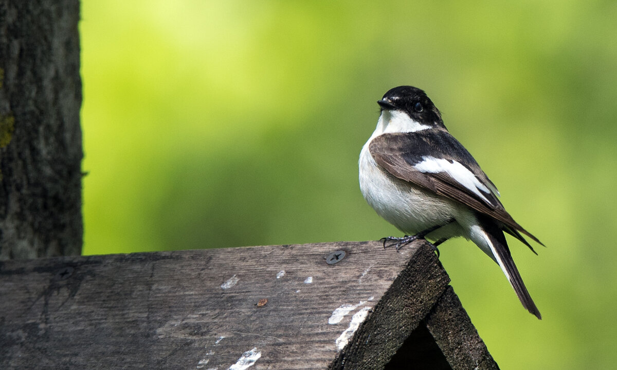 Мухоловка-пеструшка. - Владимир Безбородов Мухоловка-пеструшка. - Владимир Безбородов