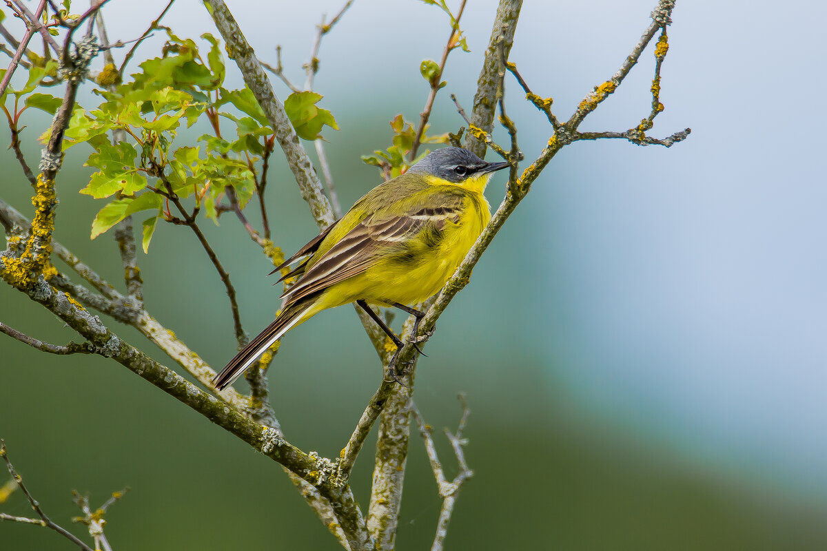 Жёлтая трясогузка. - Sergey (Apg)
