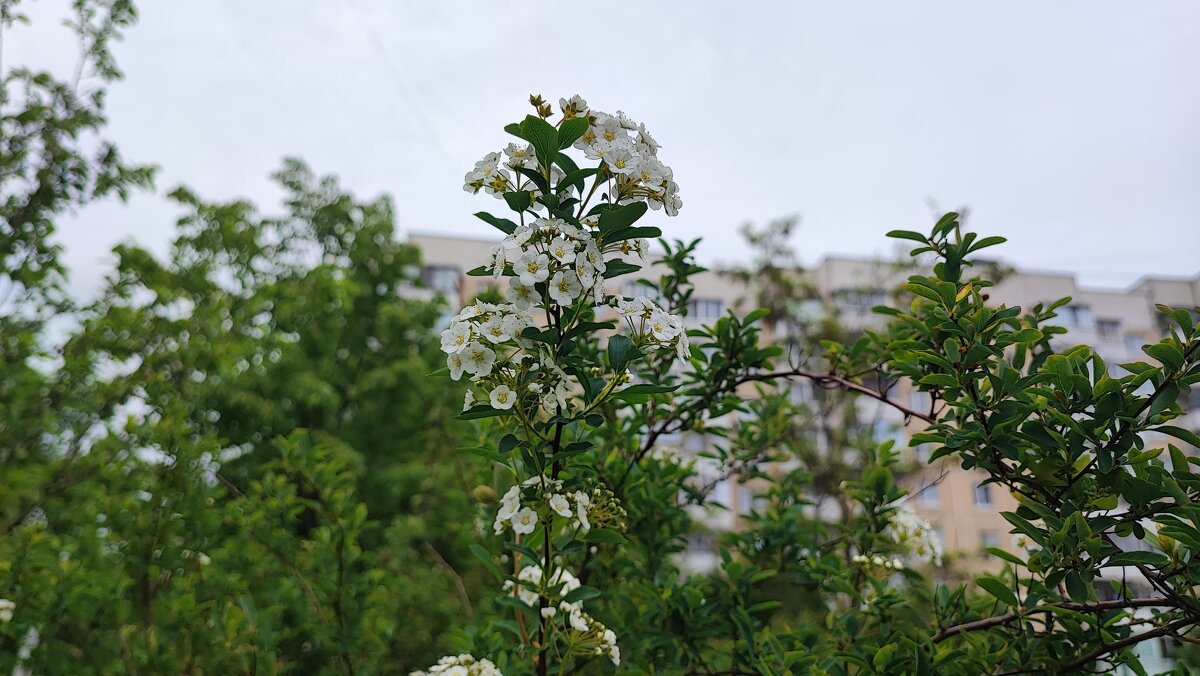 ,,, - Сергей Тимоновский