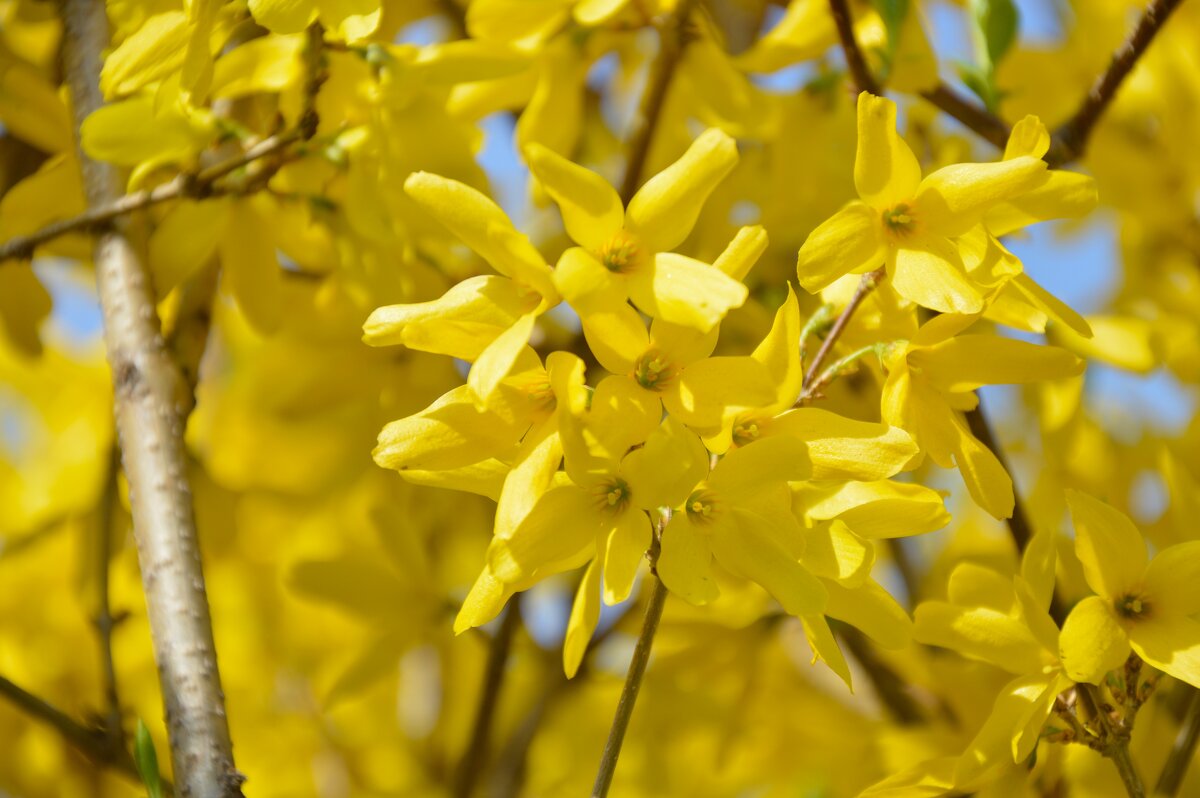 Форзиция - Надежда Куркина Форзиция - Надежда Куркина