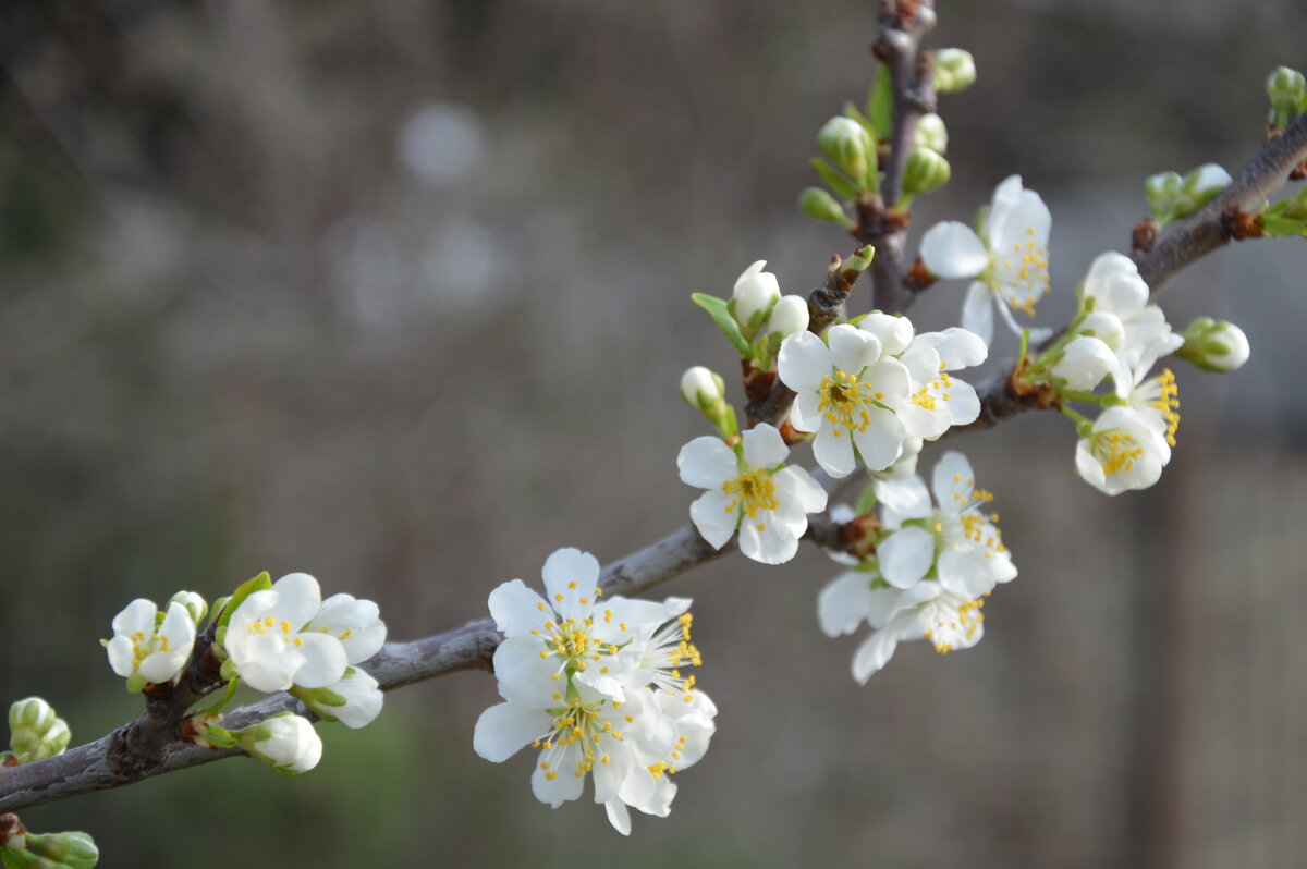 Слива расцвела, сад стоит в белоснежном уборе... - Надежда Куркина Слива расцвела, сад стоит в белоснежном уборе... - Надежда Куркина
