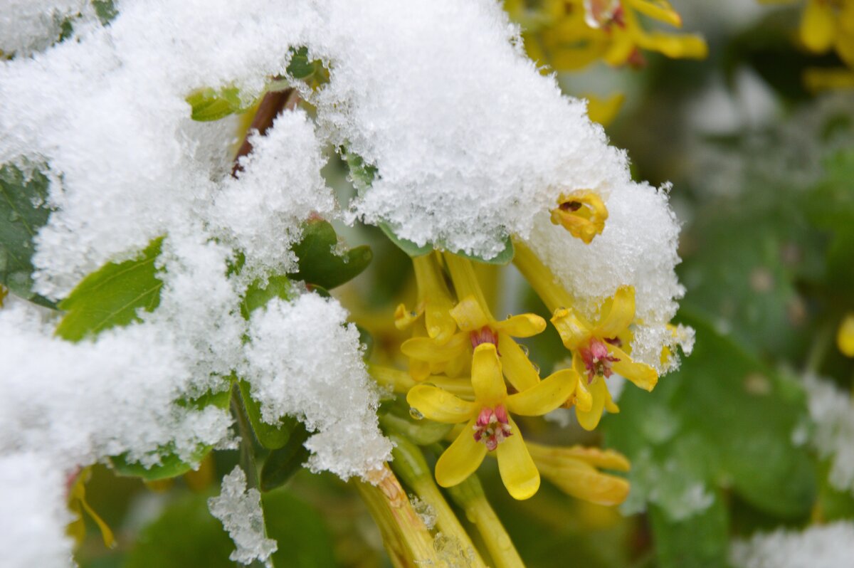 Капризы природы - Надежда Куркина Капризы природы - Надежда Куркина