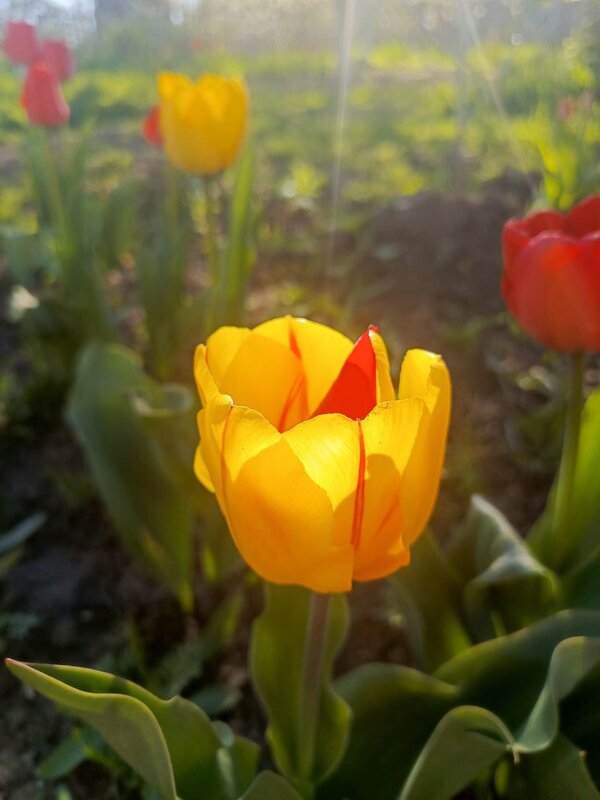 Солнце в бокале - Татьяна Пальчикова Солнце в бокале - Татьяна Пальчикова