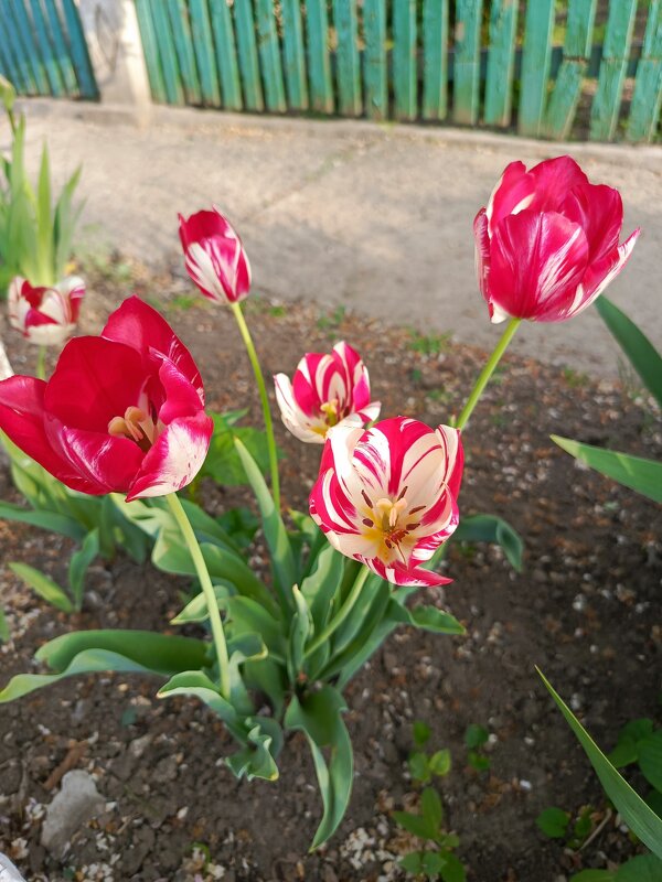 Тюльпаны - Татьяна Пальчикова Тюльпаны - Татьяна Пальчикова