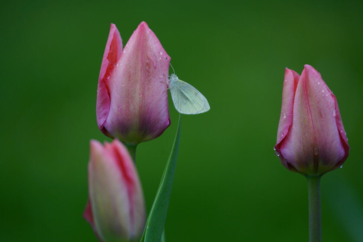 *** - Иван Литвинов