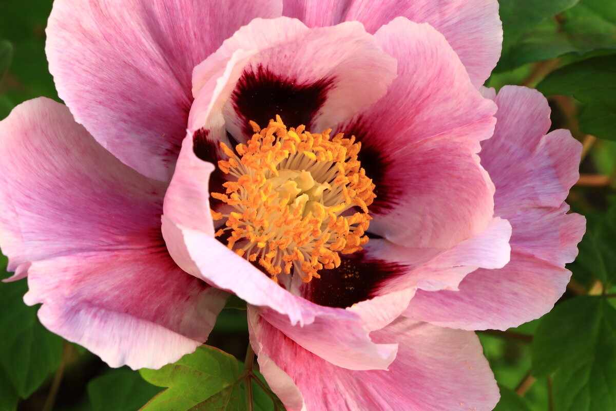 пион - Игорь Kуленко