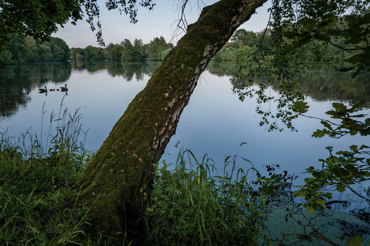 У берёзы... - Николай Гирш У берёзы... - Николай Гирш