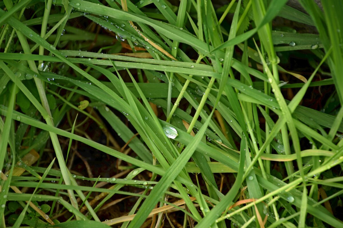 Капли росы - Oleg4618 Шутченко