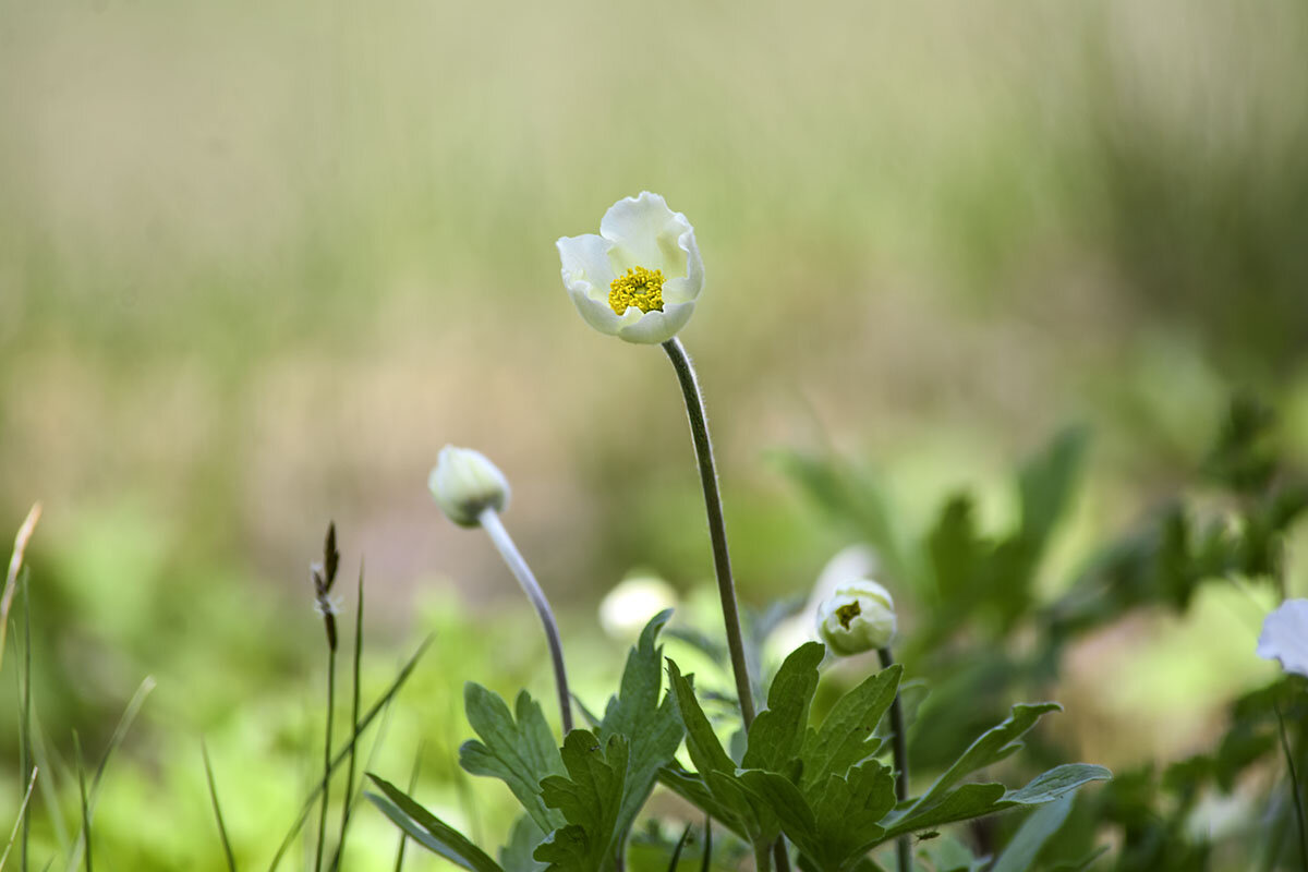 Белые  цветы ( ветреницы) - Геннадий Супрун