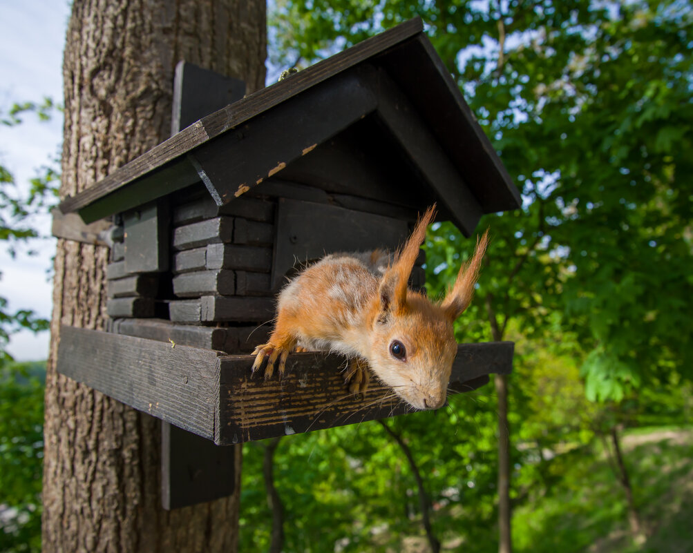 Белка в кормушке. - Андрей Сосновский