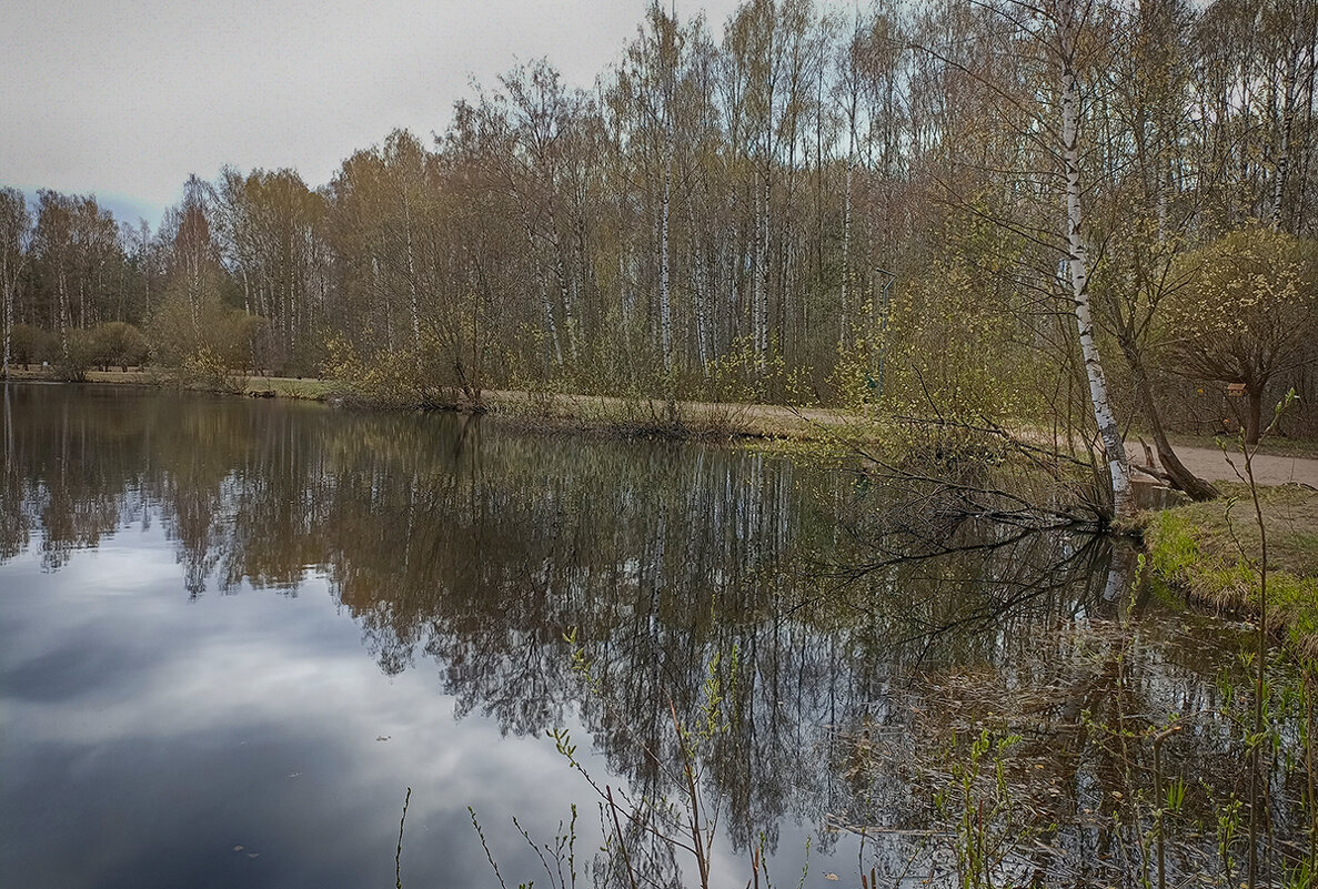 Весна в парке Сосновка. - Лилия * Весна в парке Сосновка. - Лилия *