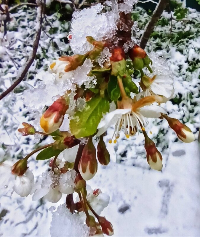 2 мая 2025г. Врасплох... - veilins veilins 2 мая 2025г. Врасплох... - veilins veilins