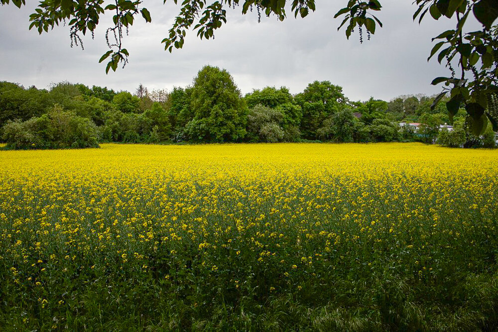 Рапсовое поле. - Lucy Schneider 