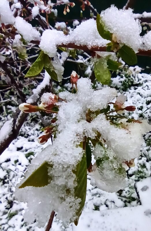 2 май 2025 г.    Вишня в снегу... - veilins veilins